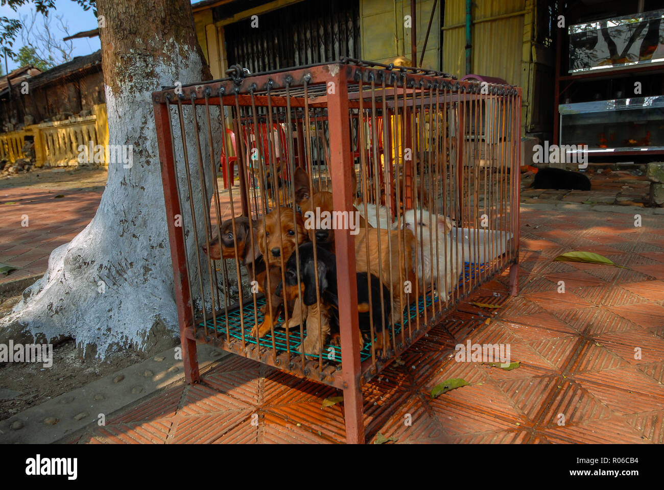 Small dogs locked in a cage Stock Photo Alamy