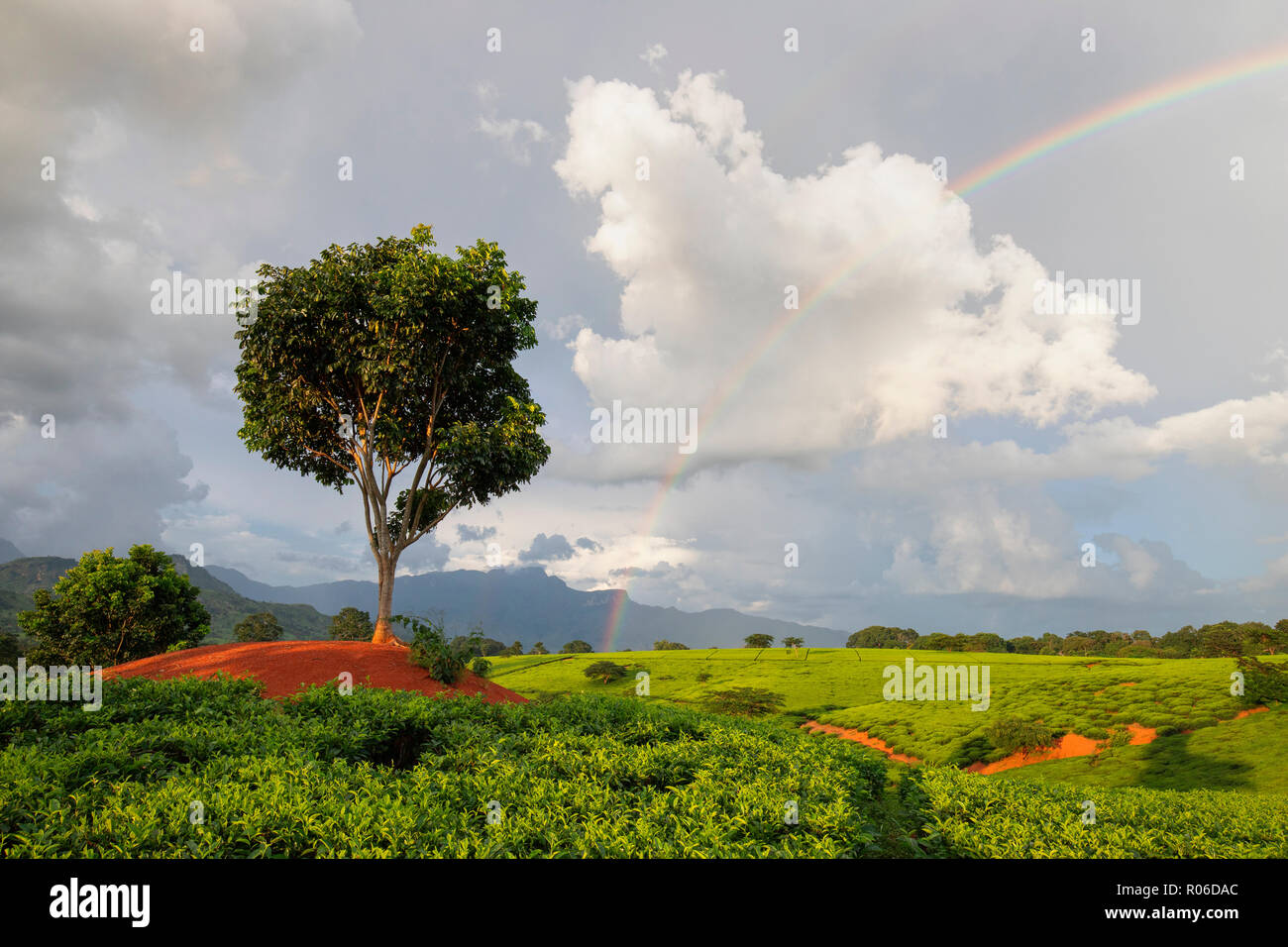 Tea crops in the south of Malawi, East Africa, Africa Stock Photo
