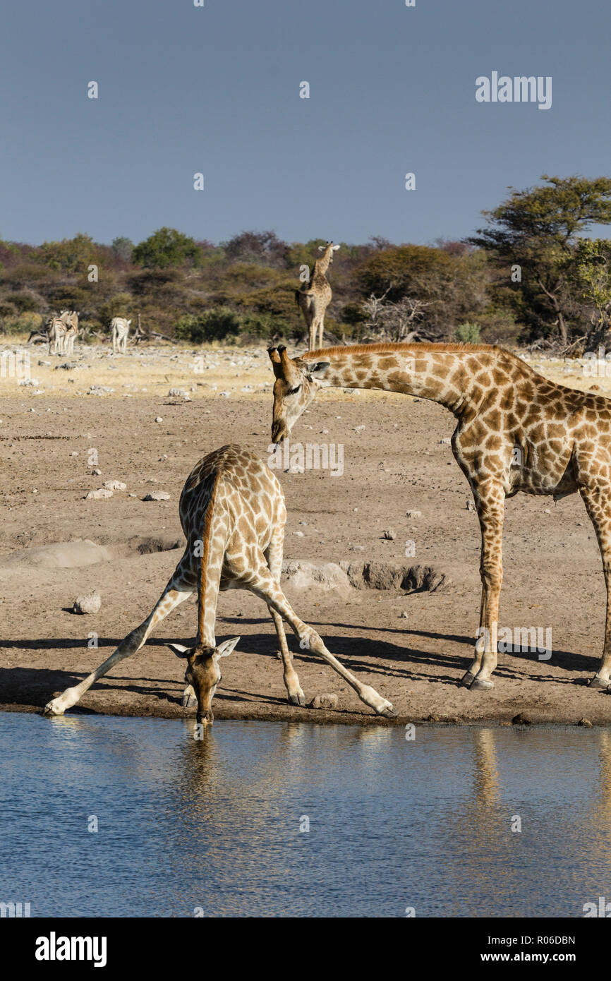 Giraffe (Giraffa Camelopardalis), mother watching baby drink, Etosha National Park, Namibia, Africa Stock Photo