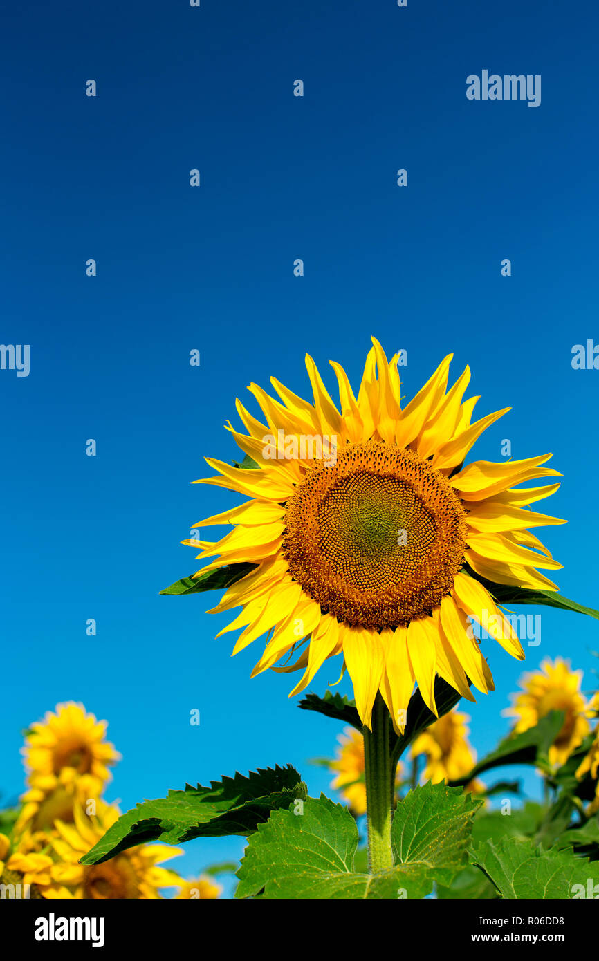 Sunflowers in a field, France, Europe Stock Photo