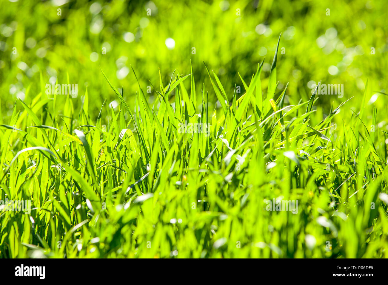 green grass closer with bokeh Stock Photo