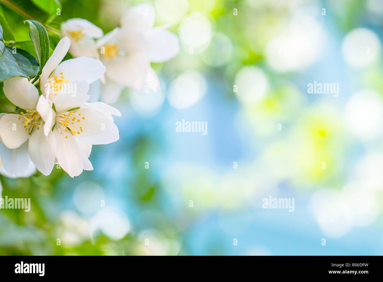 in springtime jasmine tree, background bokeh closeup Stock Photo
