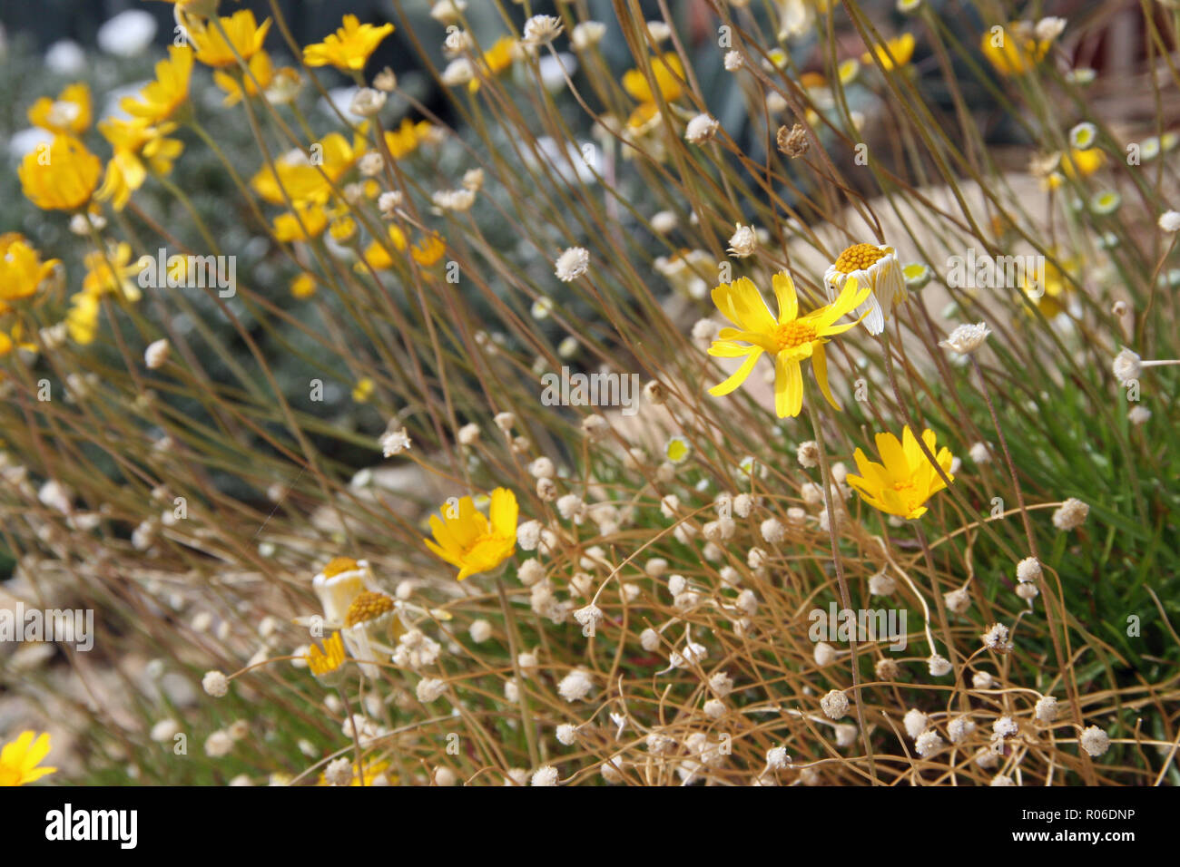 yellow wildflowers surrounded by tiny white flowers Stock Photo
