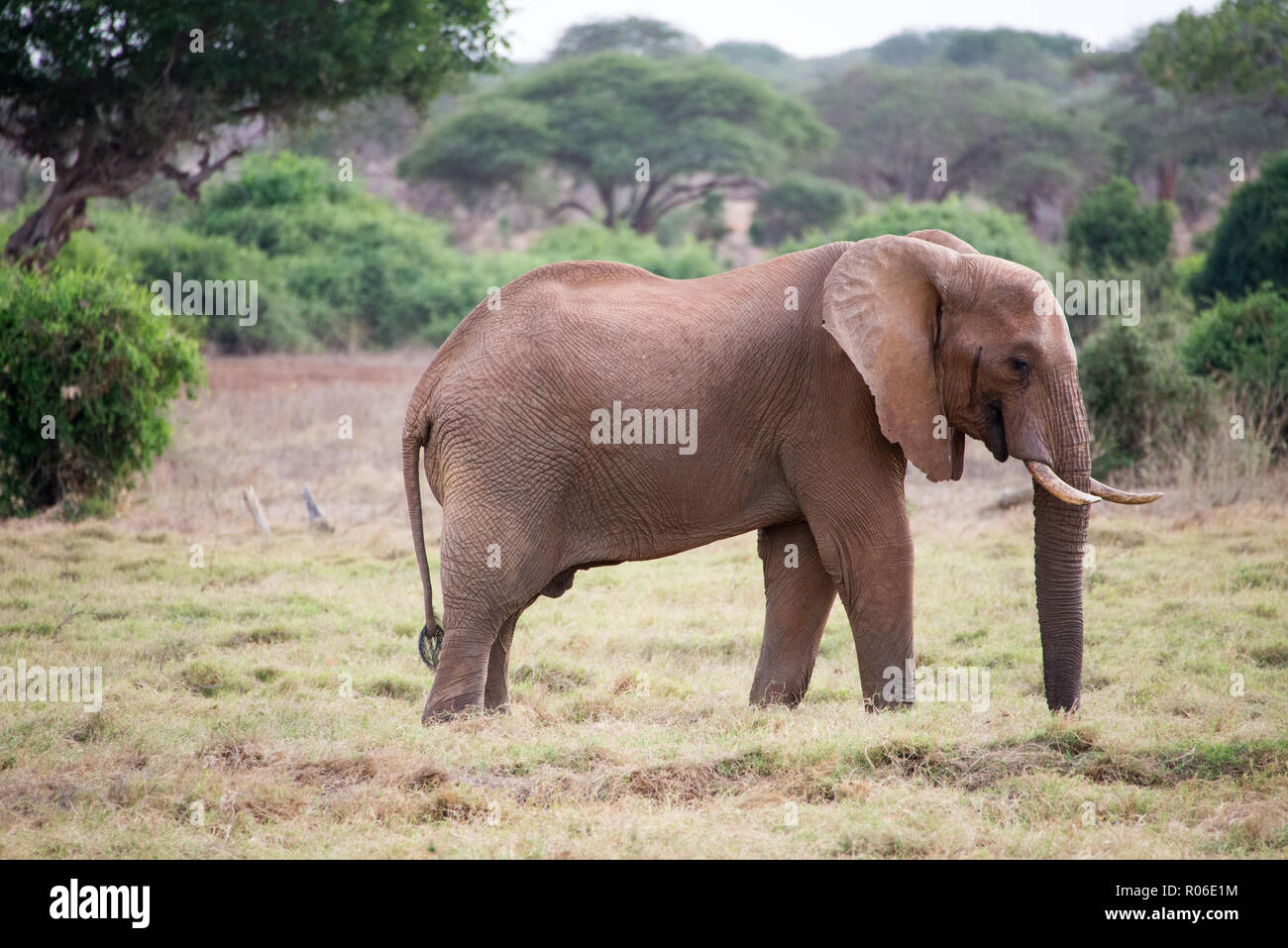 elephant in Tsavo East wild park, Kenya Stock Photo