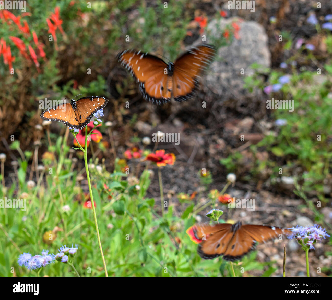 Arizona - Sonora Desert Museum. Tucson Arizona, USA Stock Photo - Alamy