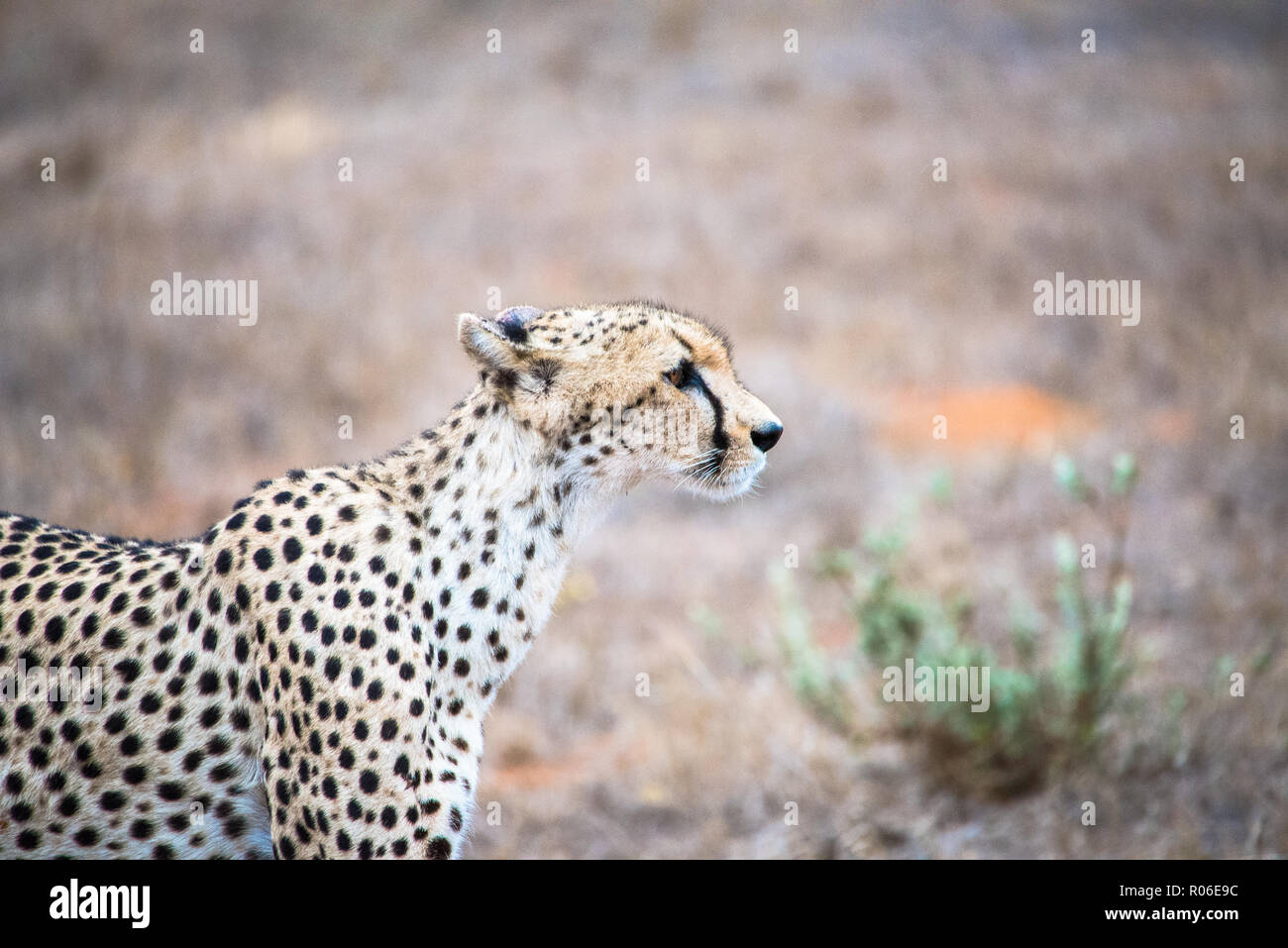 cheetah in Tsavo East National Park, Kenya, Africa Stock Photo