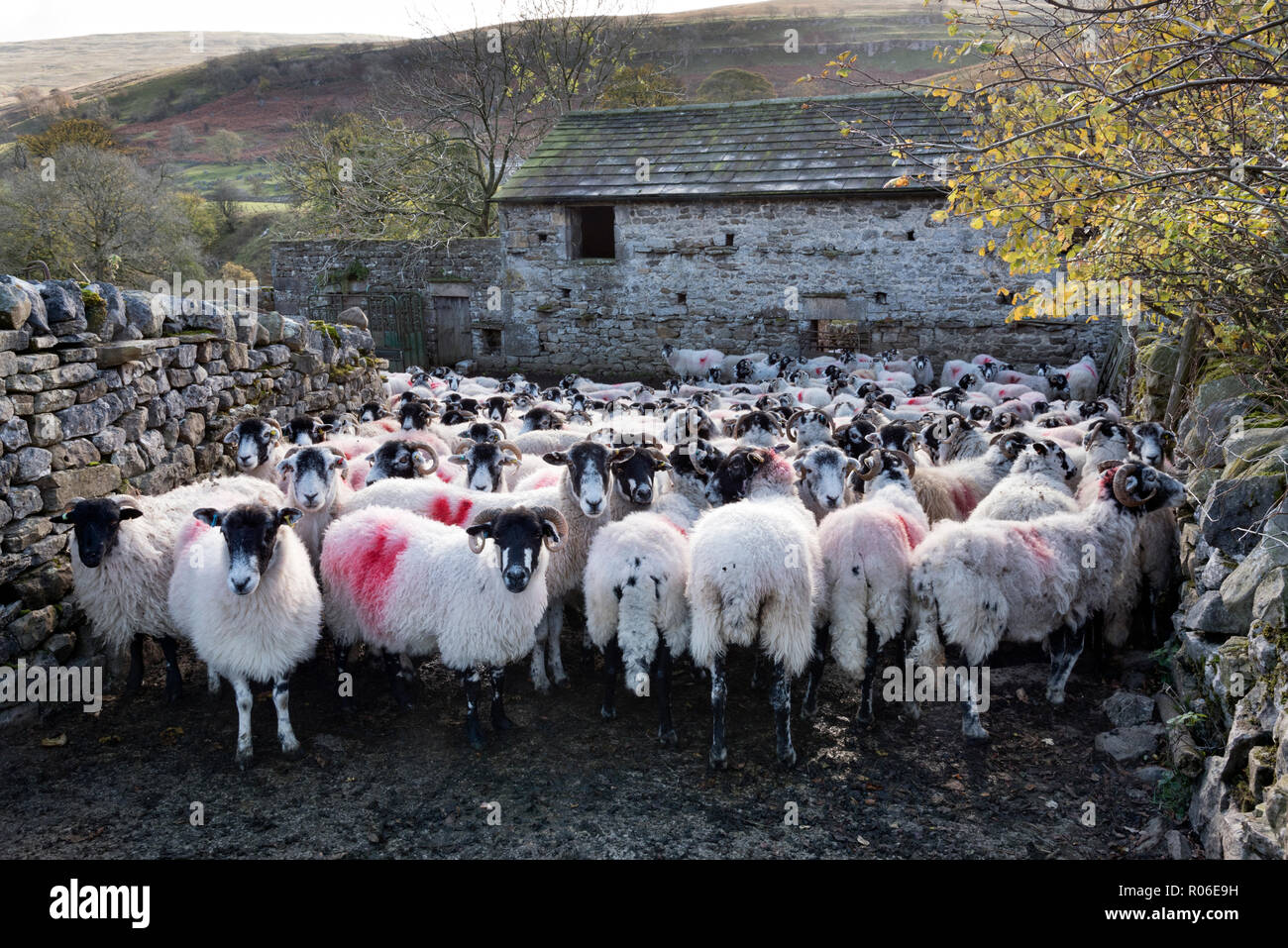 Swaledale and other breeds of sheep on a hill farm at Yockenthwaite, Langstrothdale, Yorkshire Dales National Park, UK Stock Photo