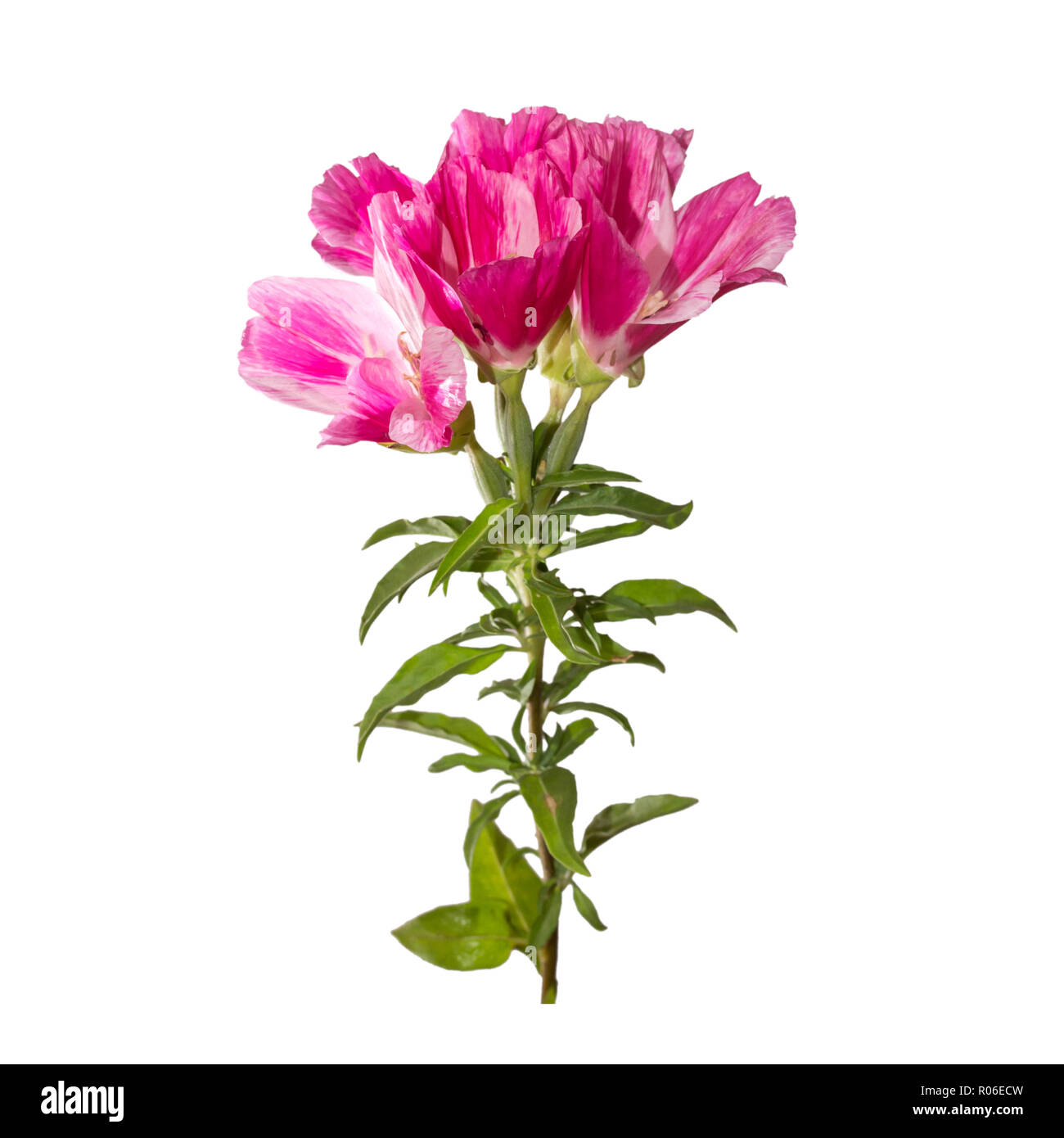 Godetia flower isolated. A branch of beautiful pink and purple spring flowers Stock Photo
