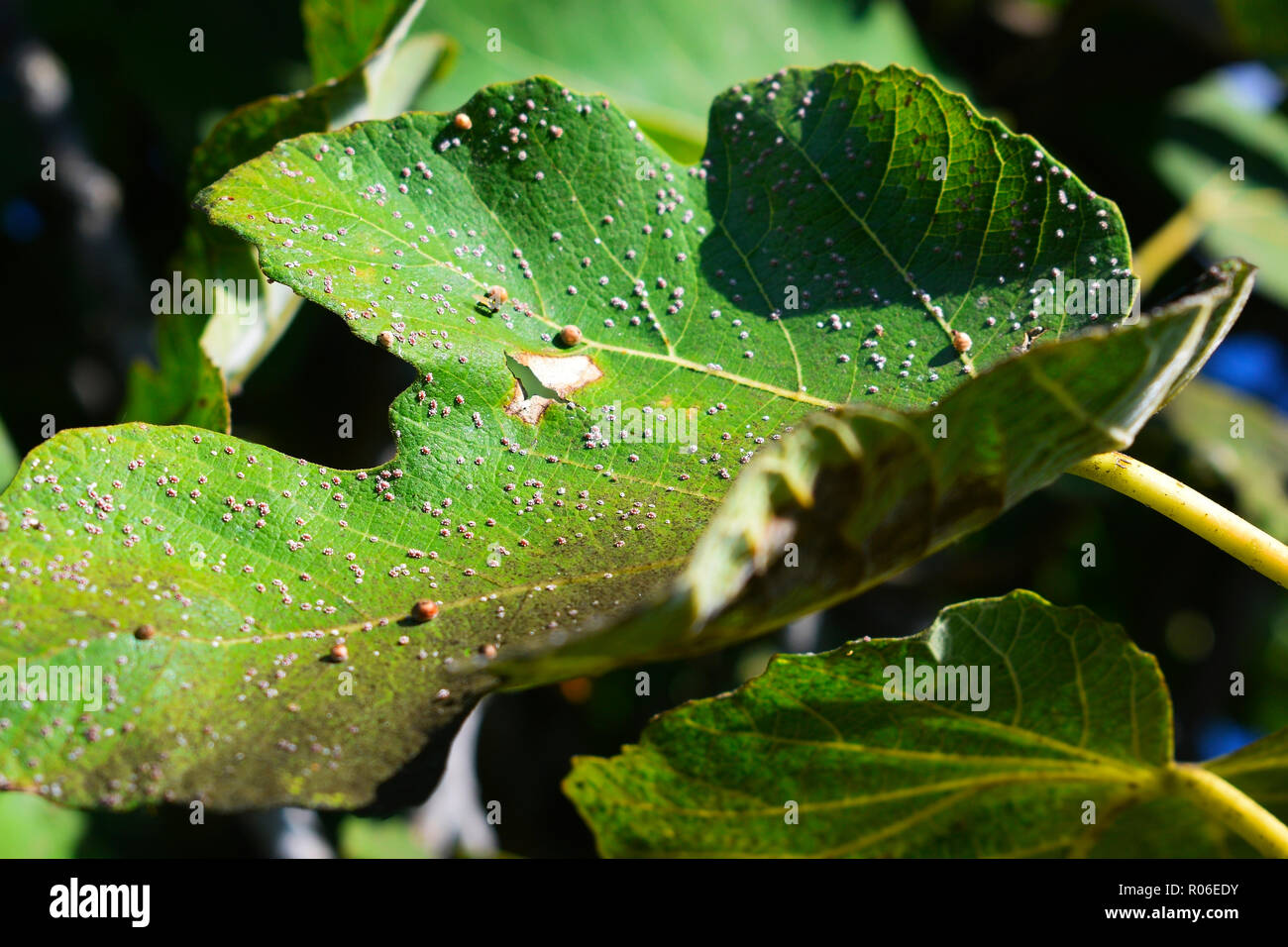 Infected fig leaf of Ceroplastes rusci. Disease of the Mediterranean fig tree. Fig wax scale of the fig tree. Stock Photo