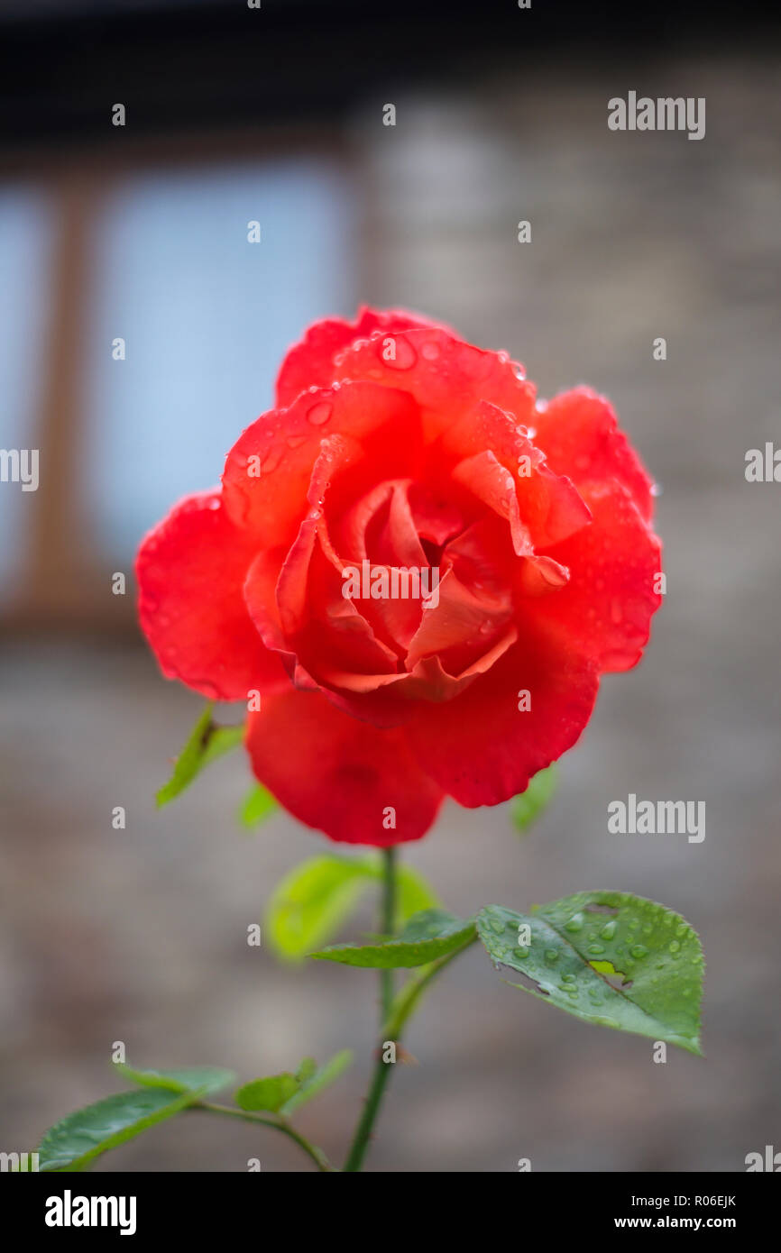 A single Red Rose with raindrops in Wells, Somerset, UK Stock Photo