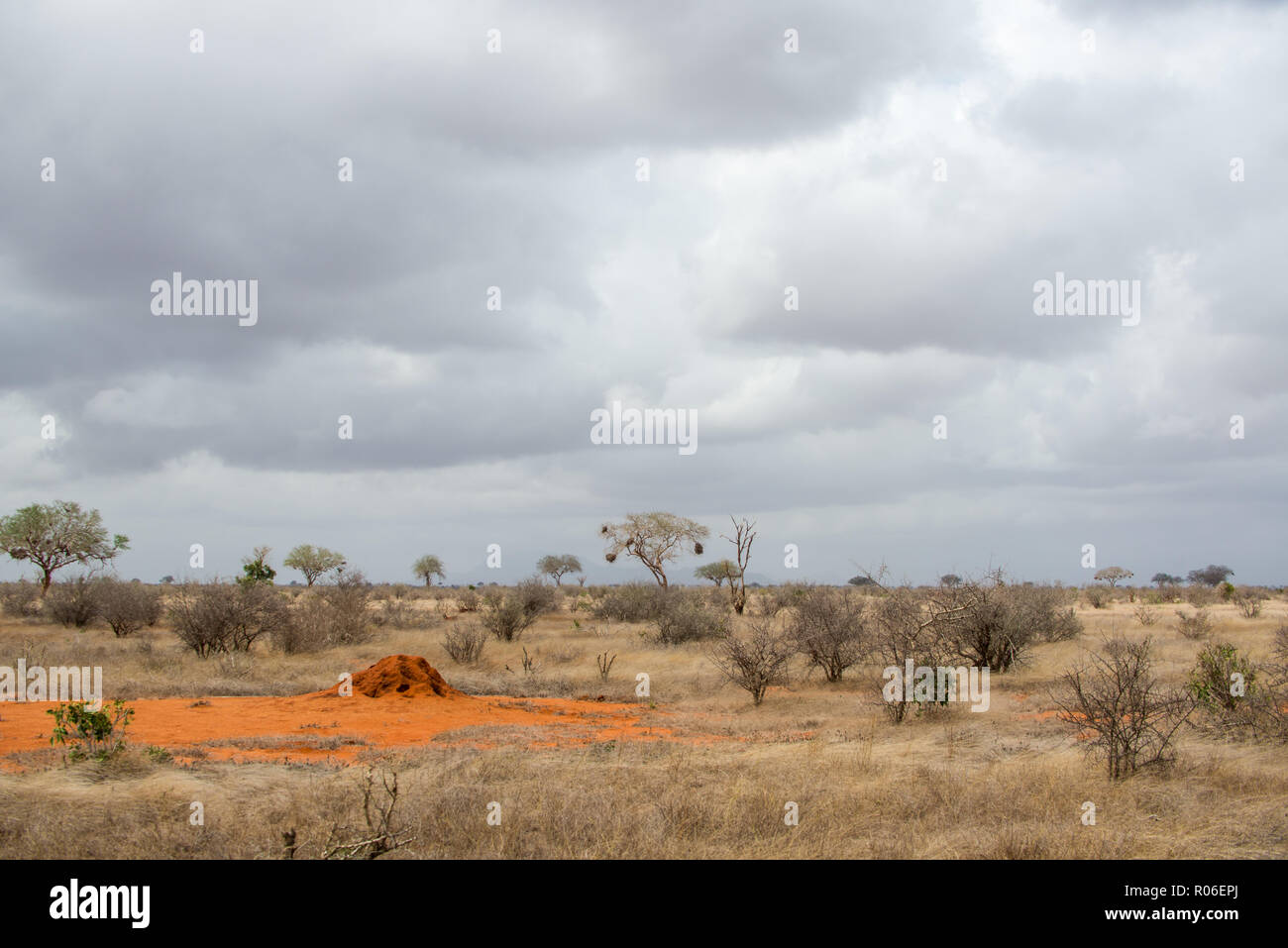 savannah in Tsavo East national Park, Kenya, Africa Stock Photo