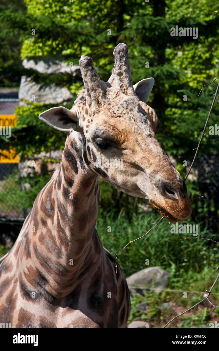 Granby Quebec, Eastern Townships, Giraffe Stock Photo - Alamy