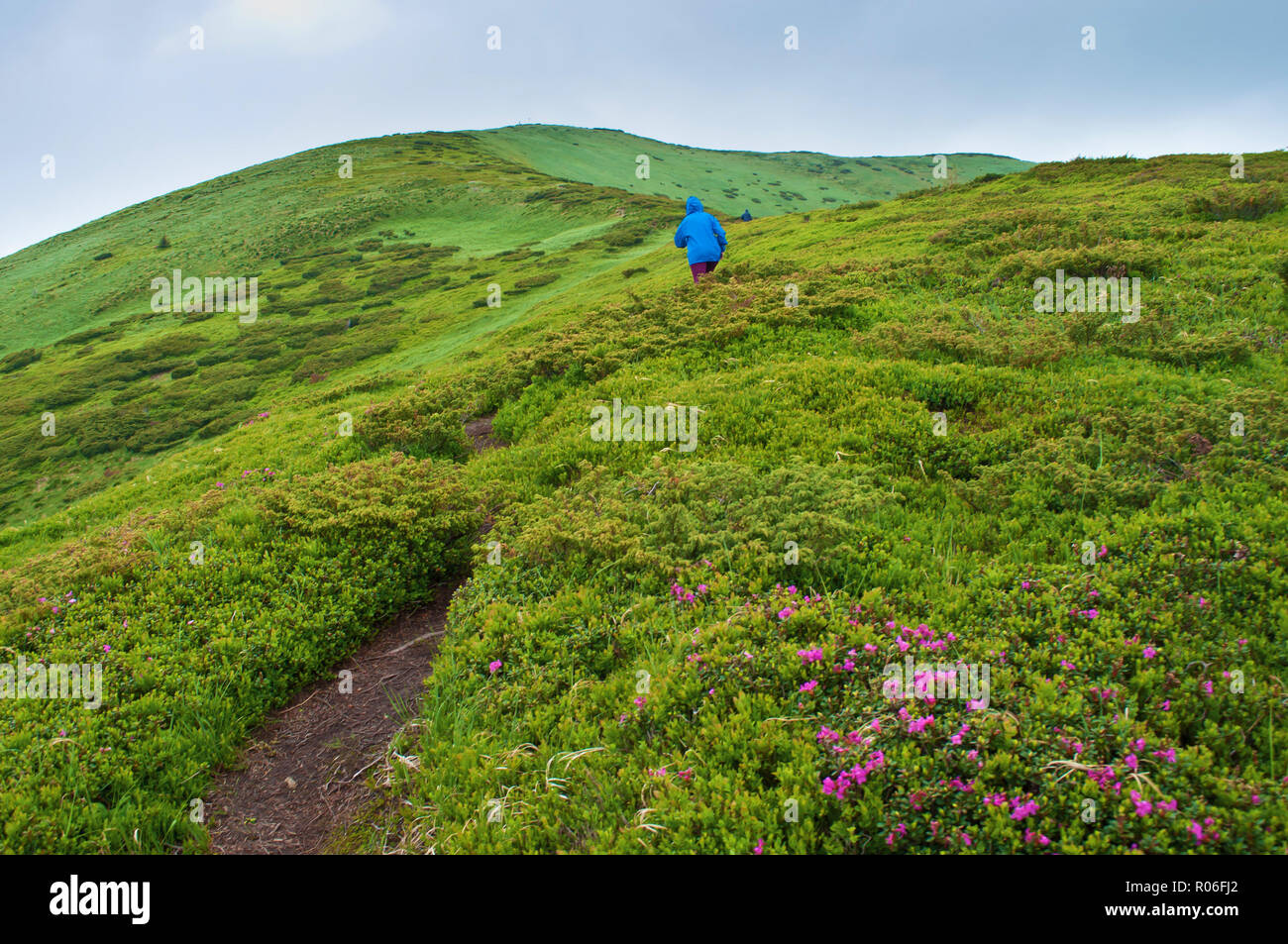 One traveler ascending up a winding path leading to majestic green mountain peak and hills covered in green lush grass and pink rhododendron flowers.  Stock Photo