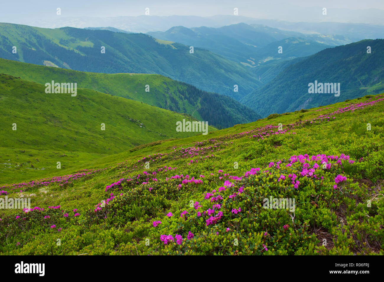 Valley among majestic green rugged mountain hills covered in green lush grass. Closeup of many pink blossoming rhododendron flowers. Summer day in Jun Stock Photo