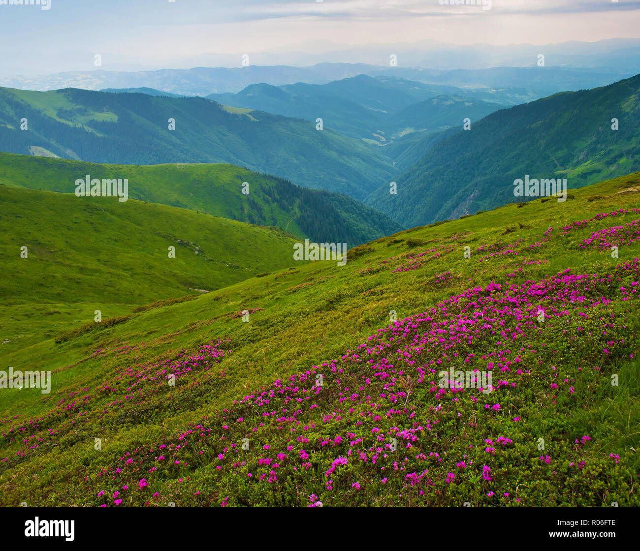 Valley among majestic green rugged mountain hills covered in green lush grass. Closeup of many pink blossoming rhododendron flowers. Summer day in Jun Stock Photo
