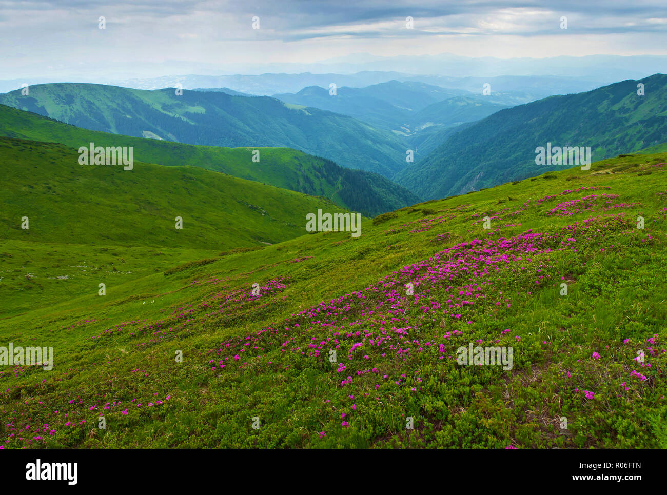 Rhododendron Flowers Carpathian Hi Res Stock Photography And Images Alamy