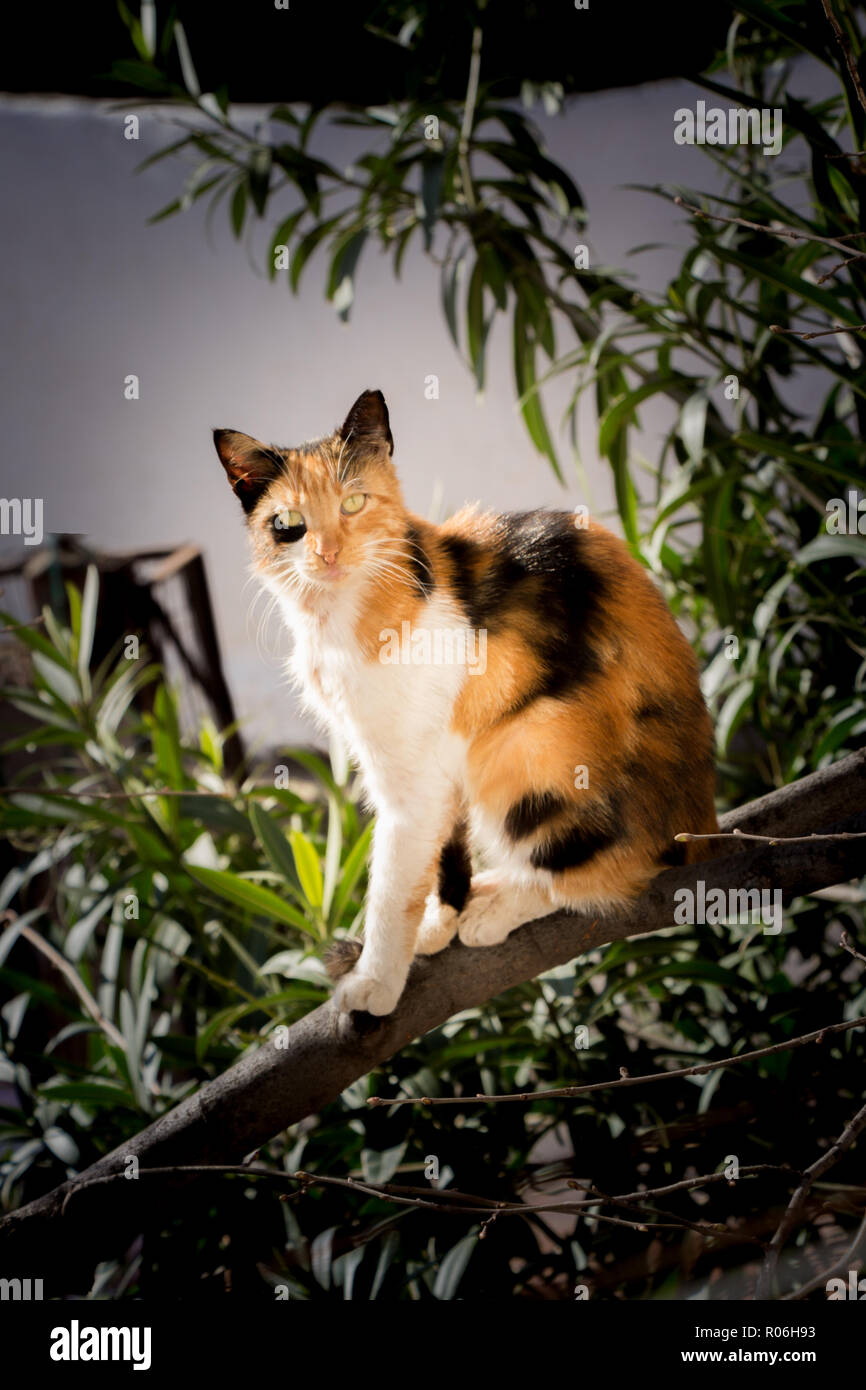 An Cat pictures of the Lovely cat as domestic animal in view Stock Photo - Alamy