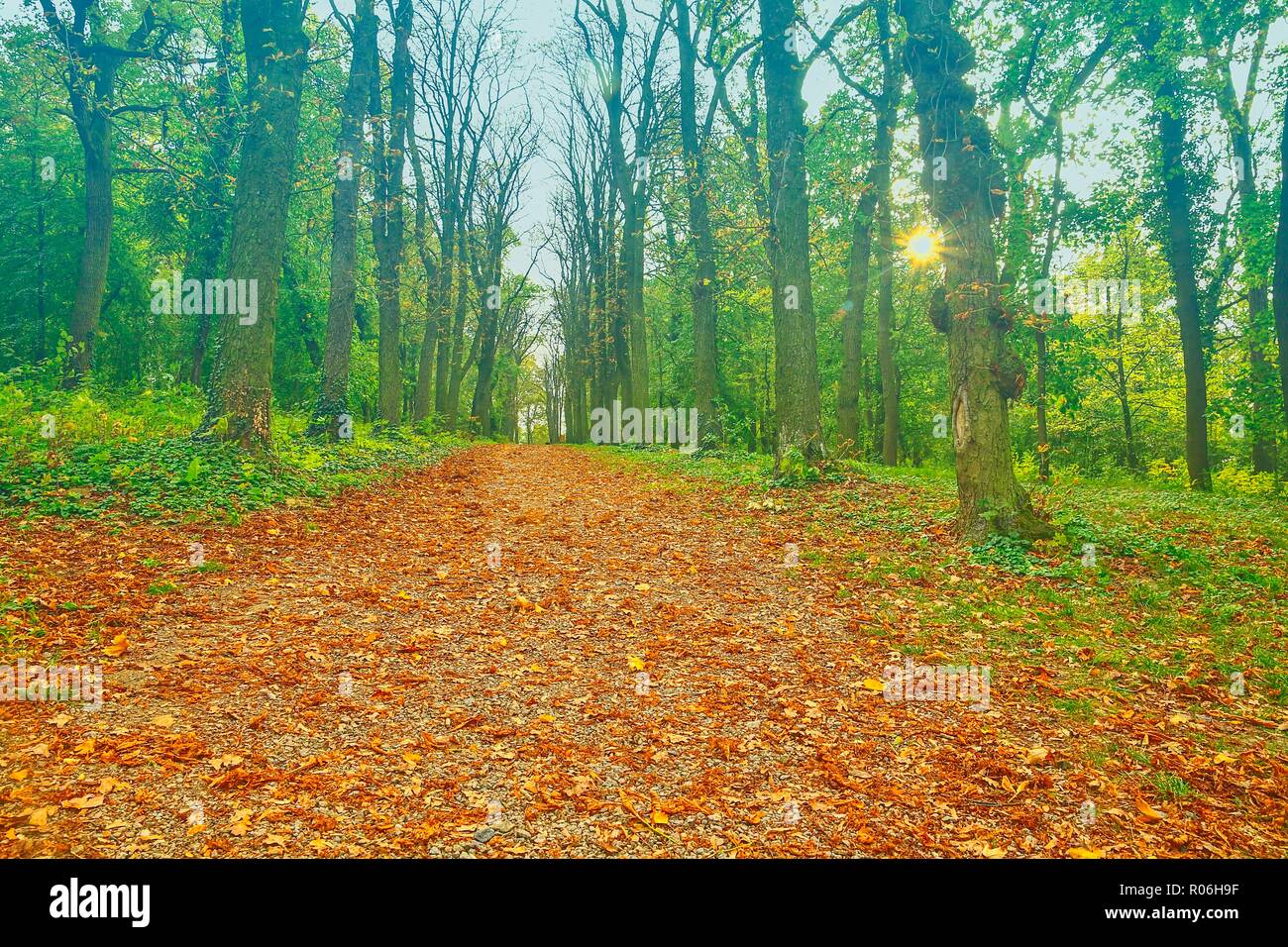 Autumn park alley with trees and orange fallen leaves. Autumn alley in park. Park autumn landscape scene Stock Photo