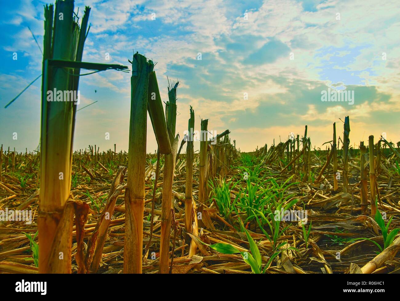 Harvested corn field. Agricultural concept Stock Photo Alamy