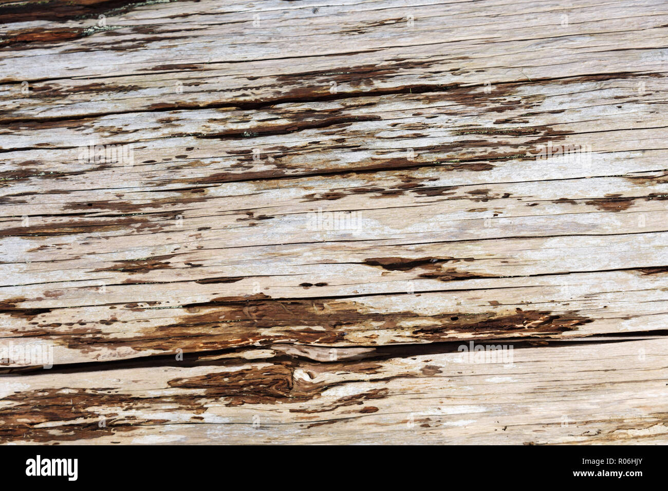 Old Rotten Wood  background texture, close up. Stock Photo