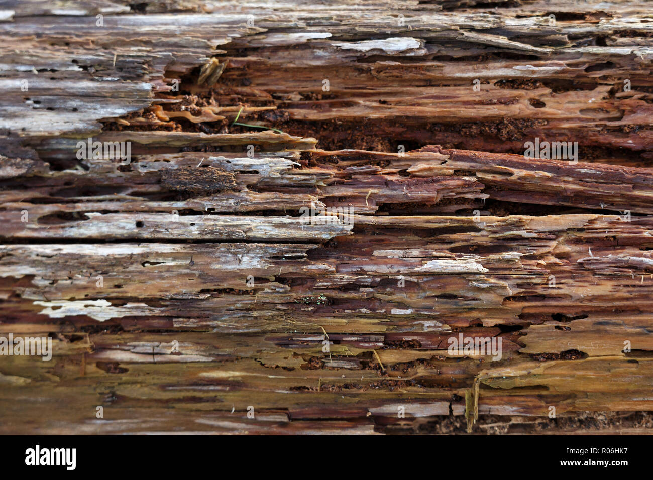 Old Rotten Wood  background texture, close up. Stock Photo