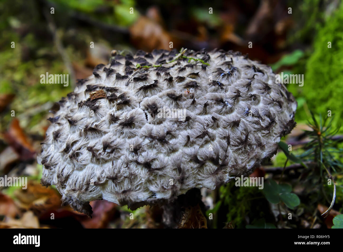 Cone fungus in autumn, Strobilomyces strobilaceus, Bavaria, Germany, Europe Stock Photo