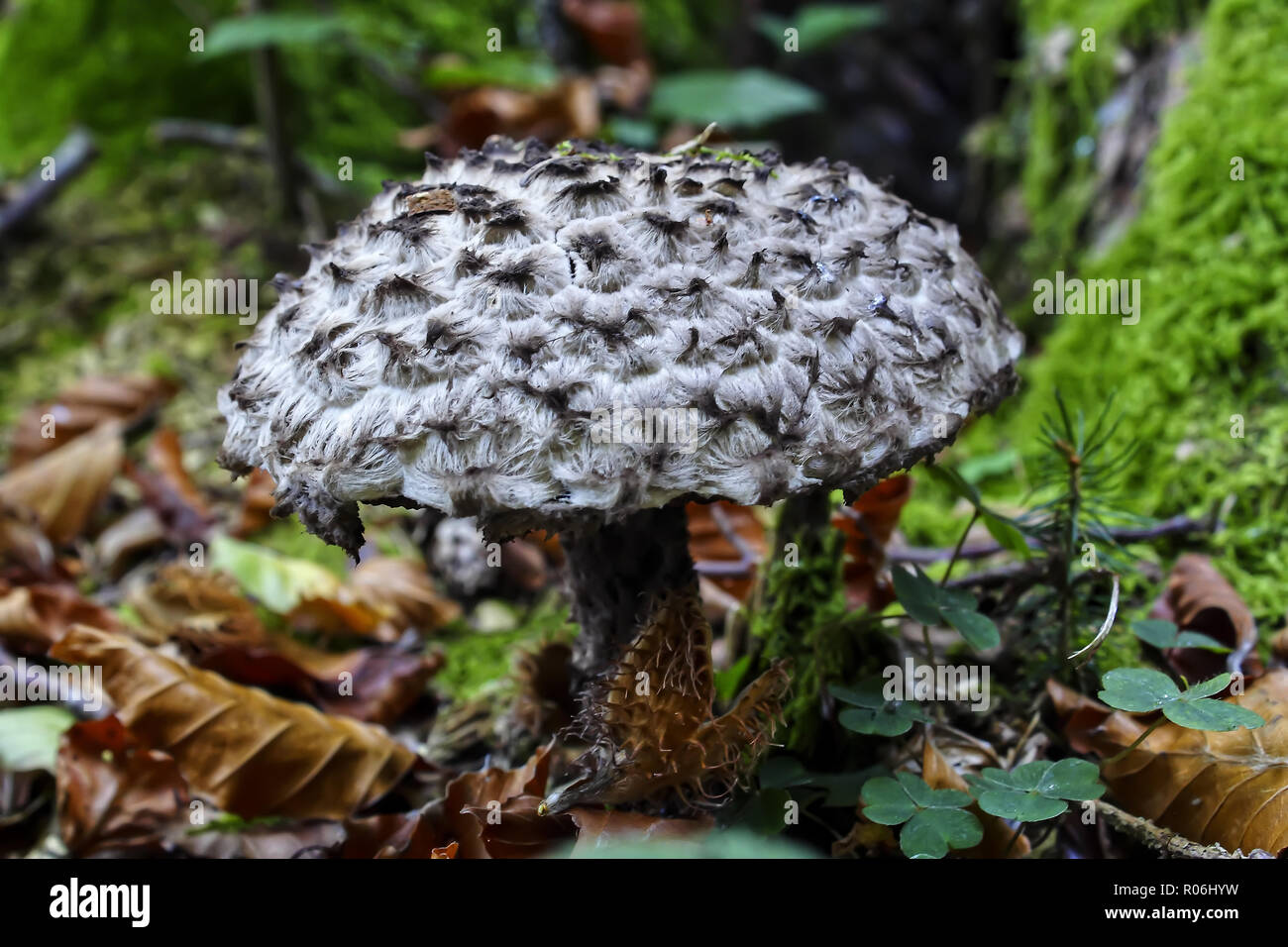 Cone fungus in autumn, Strobilomyces strobilaceus, Bavaria, Germany, Europe Stock Photo