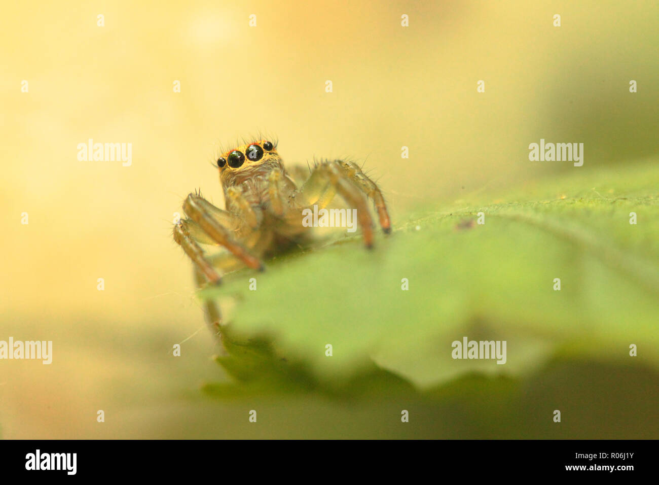 Shaanxi qinling jumping spiders Stock Photo