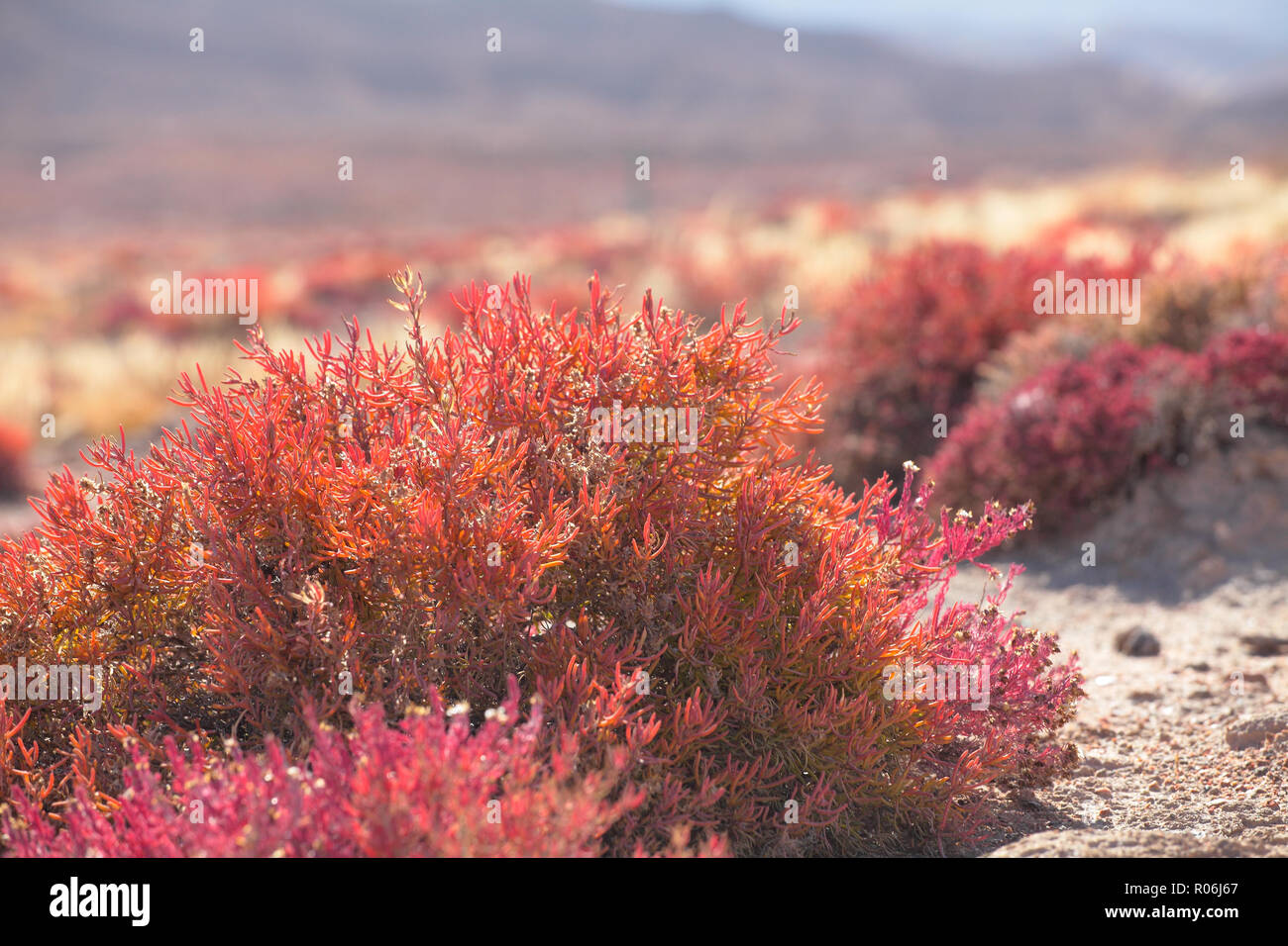 Qinghai province, big had qilian mountain gobi desert plants Stock