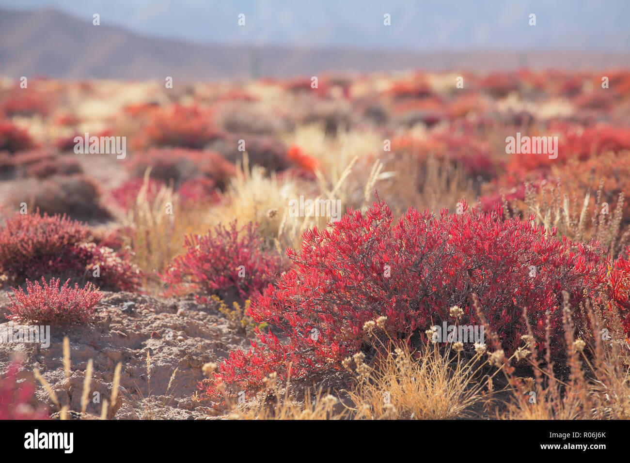 Qinghai province, big had qilian mountain gobi desert plants Stock