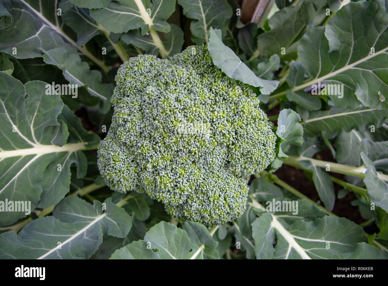 Fresh Organic Broccoli Growing In A Home Garden And Ready To Pick