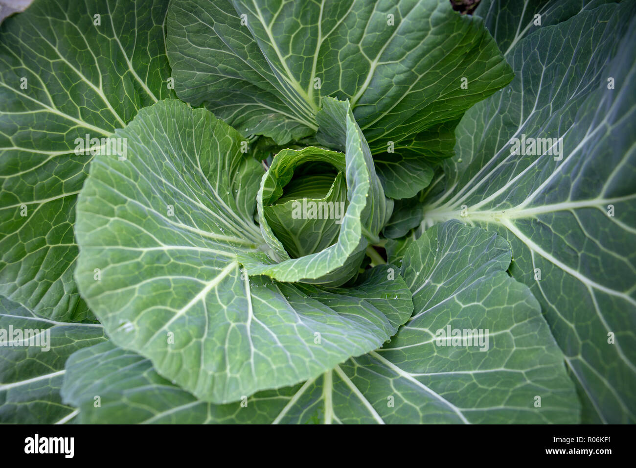 A cabbage in a rural garden begins to fill out and form a head Stock