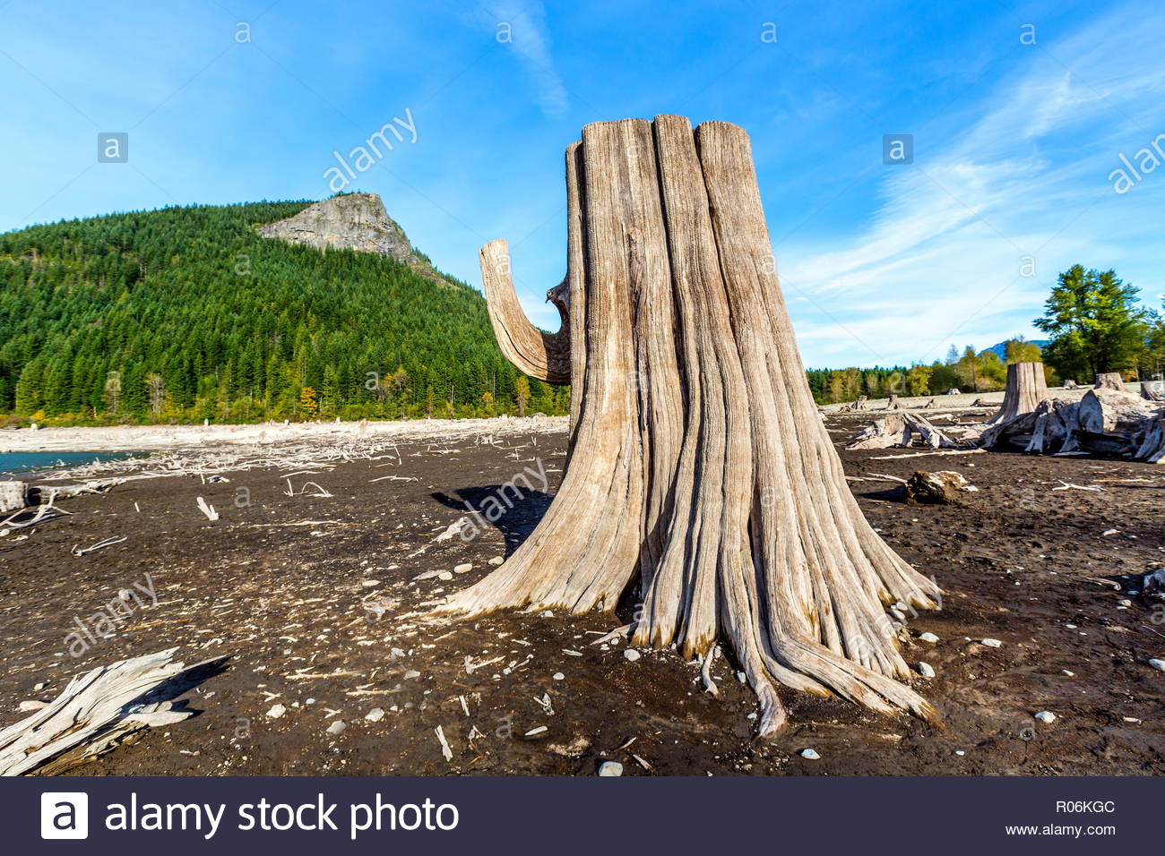 Tree Stumps Mountain Stock Photos & Tree Stumps Mountain Stock Images