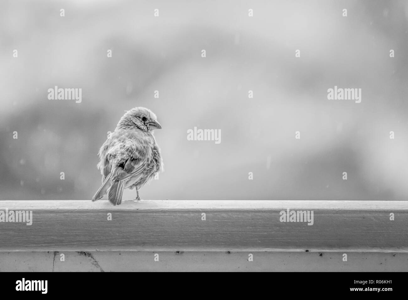 Black and White Fluffy House Finch Bird on Railing Waits for Rain to End with Detail in Face and Feathers and Rain in Background Stock Photo