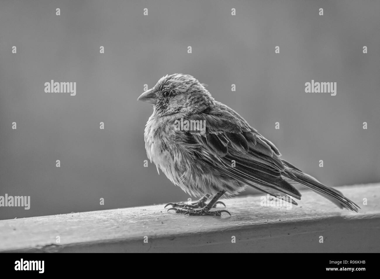 Close up profile black and white detail of House Finch tropical bird on railing with feathers fluffed from rain Stock Photo