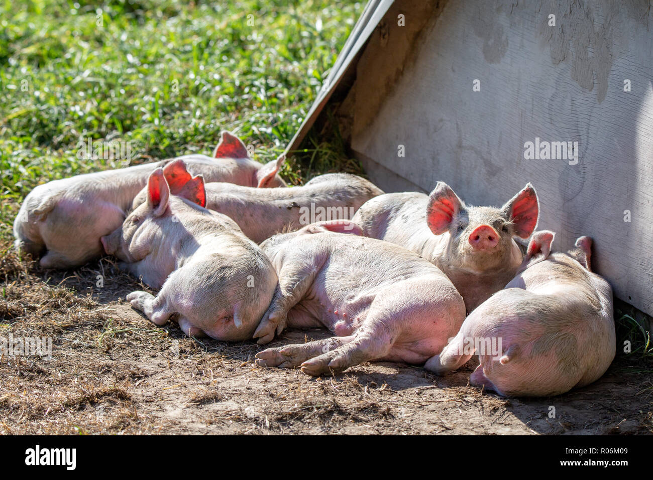 A group of little pink piglets rest in the sun by their hut shelter on a free range pig farm in New Zealand Stock Photo