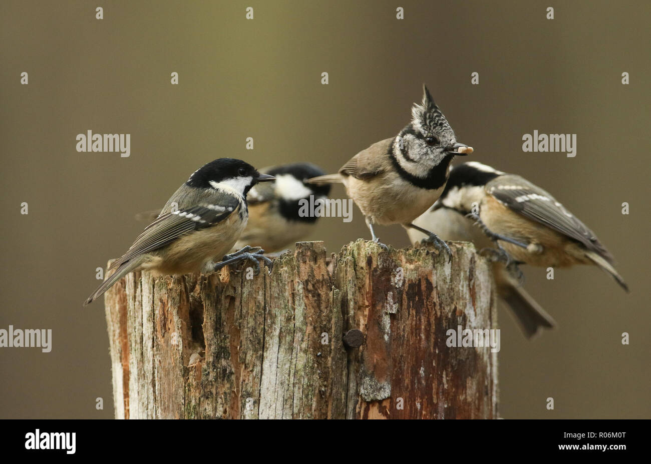 A rare Crested Tit (Lophophanes cristatus) with Coal Tit (Periparus