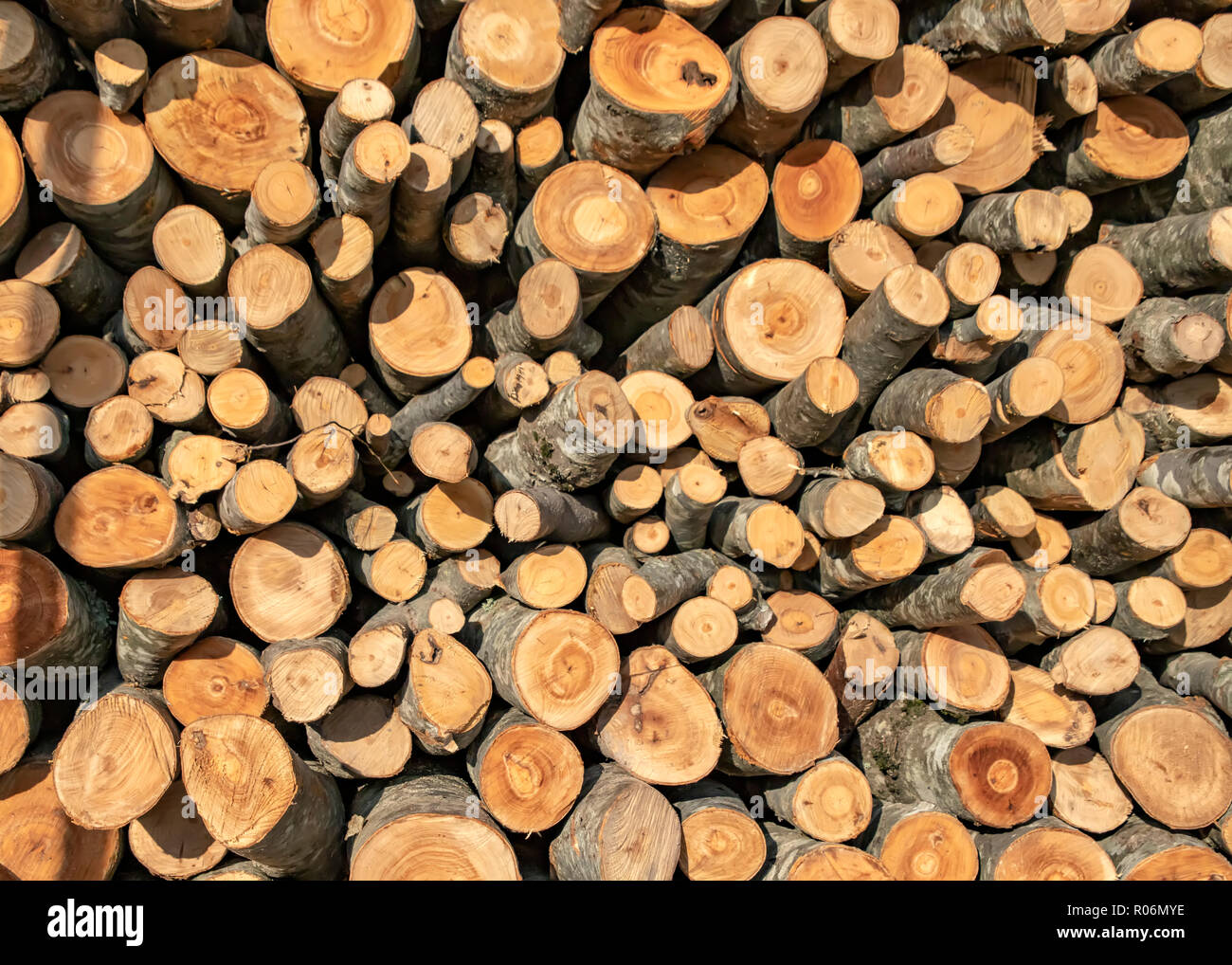 10+ Wood Logs Free Photos and Images