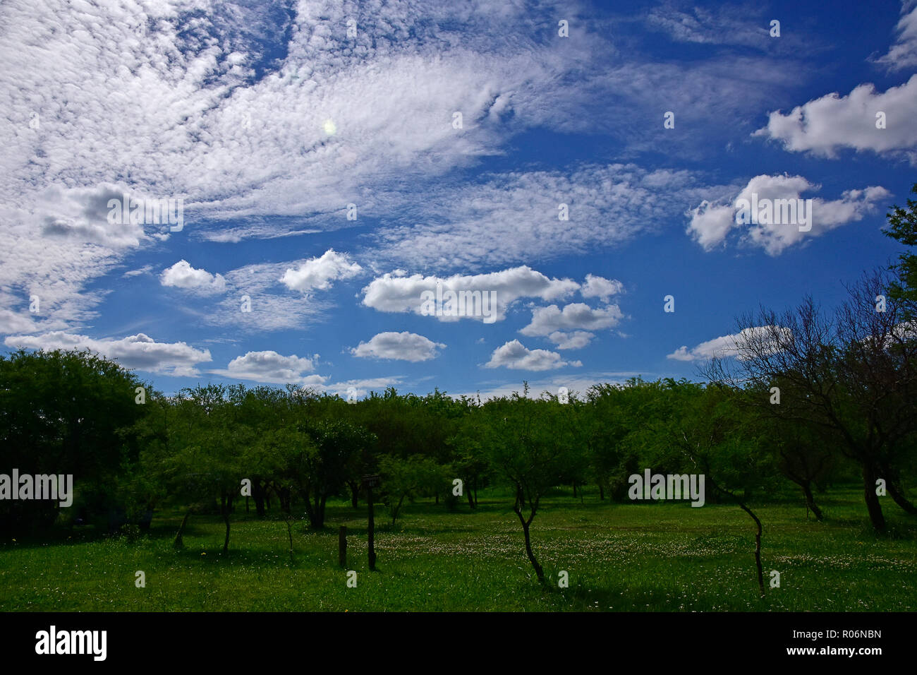 Rural scene with trees and blue sky with white clouds Stock Photo - Alamy