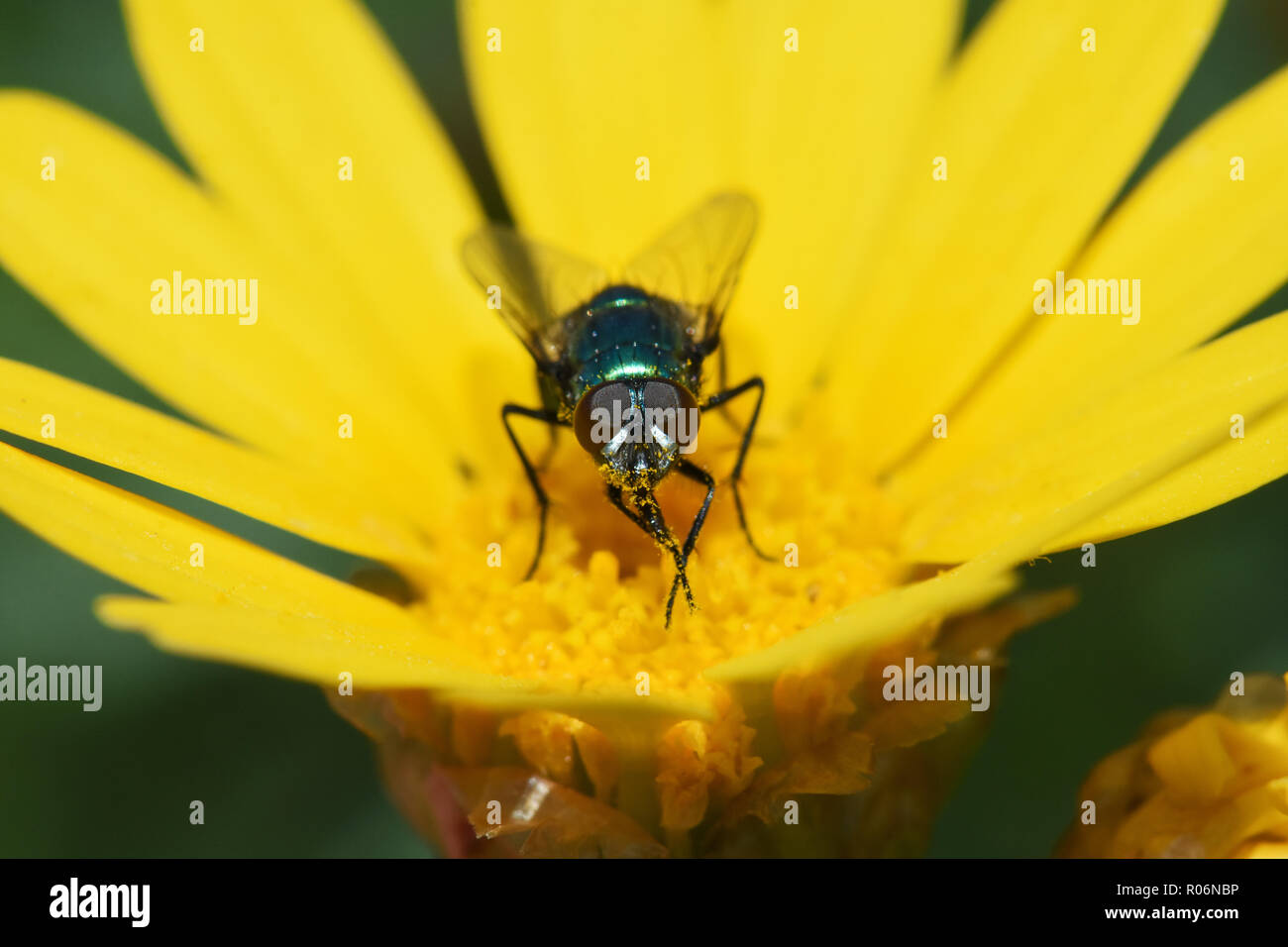 Save Download Preview Green Fly on flower Stock Photo