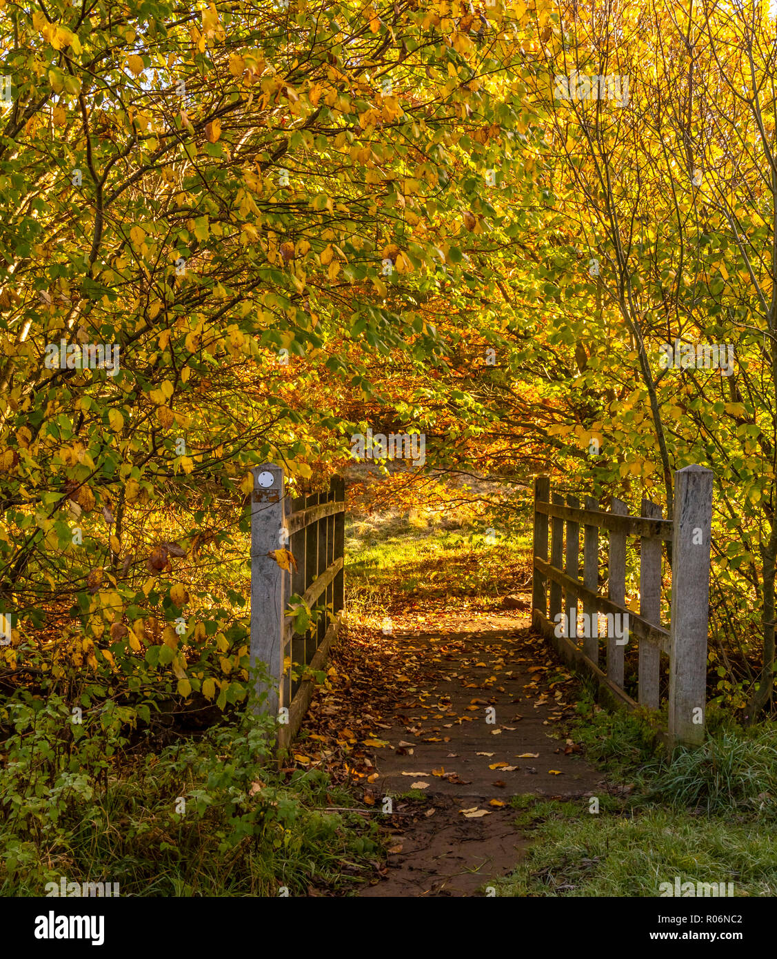 Autumn colours surround a wooden footbridge in Yorkshire countryside. Stock Photo