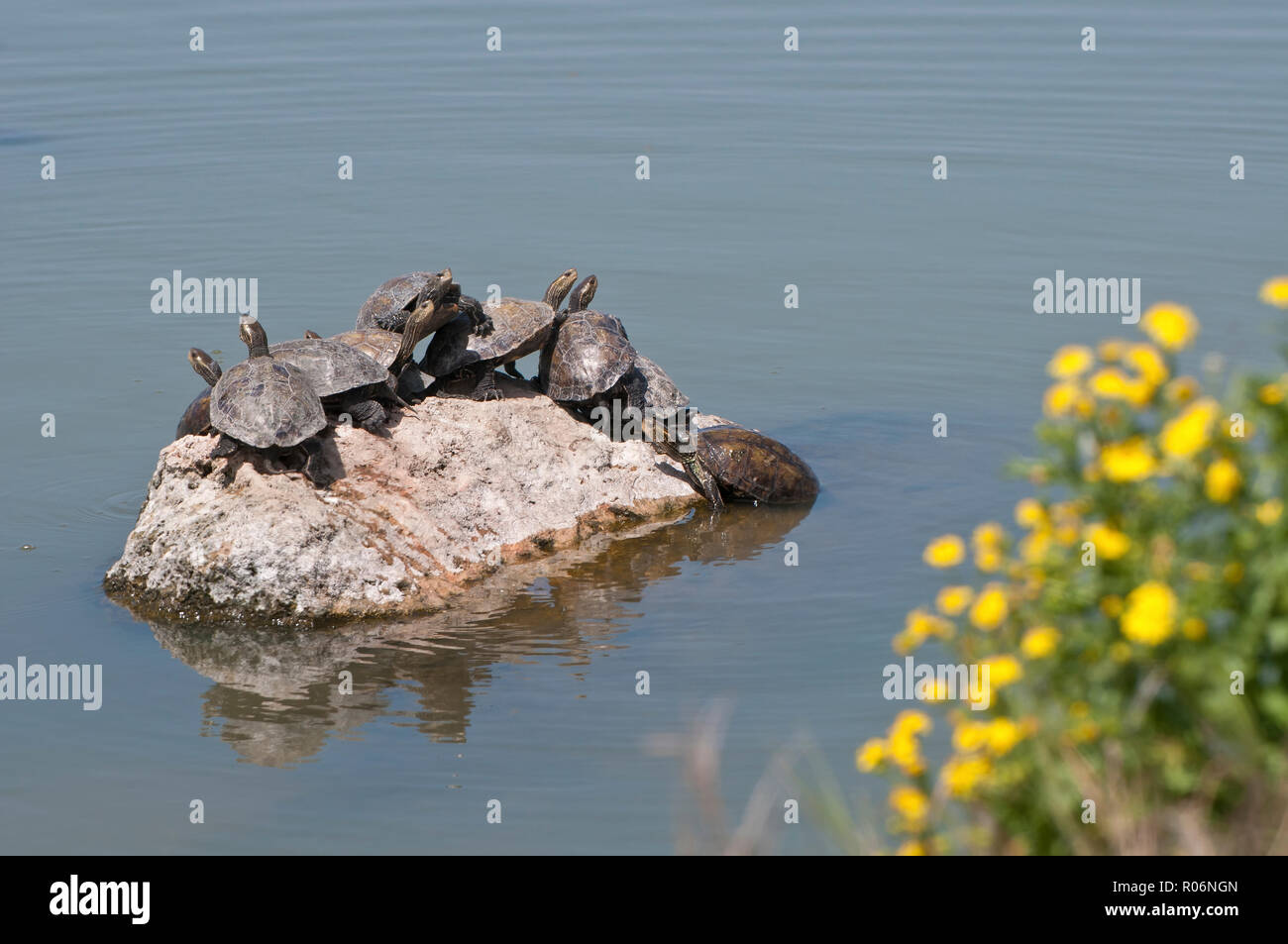 Swamp turtle basking in the sun Stock Photo
