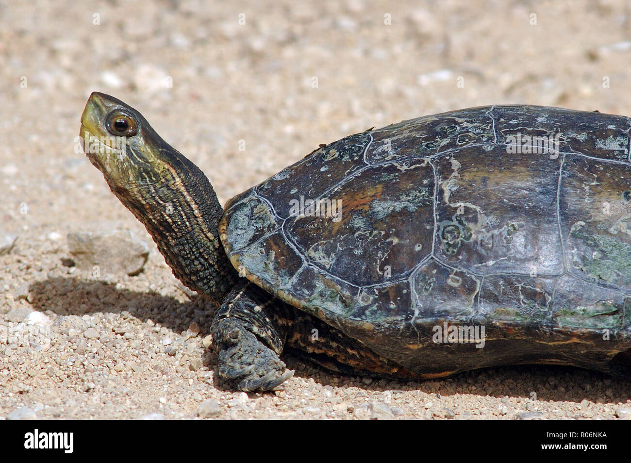 Swamp turtle basking in the sun Stock Photo