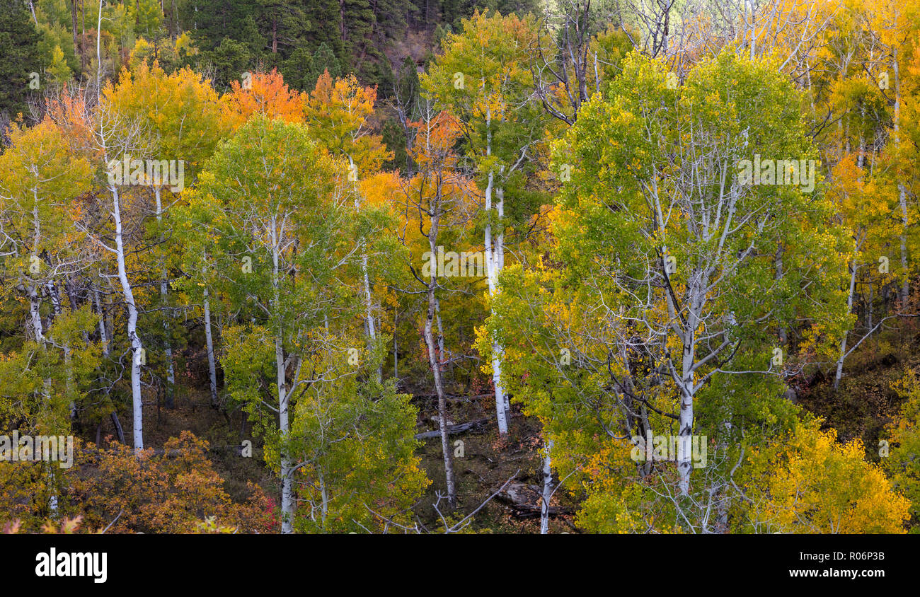 Fall Color - Manti-La Sal National Forest, Utah Stock Photo
