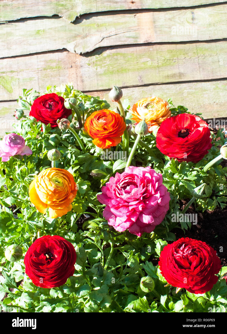 A group of Ranunculus of various colours Red Orange Pink Yellow Stock Photo