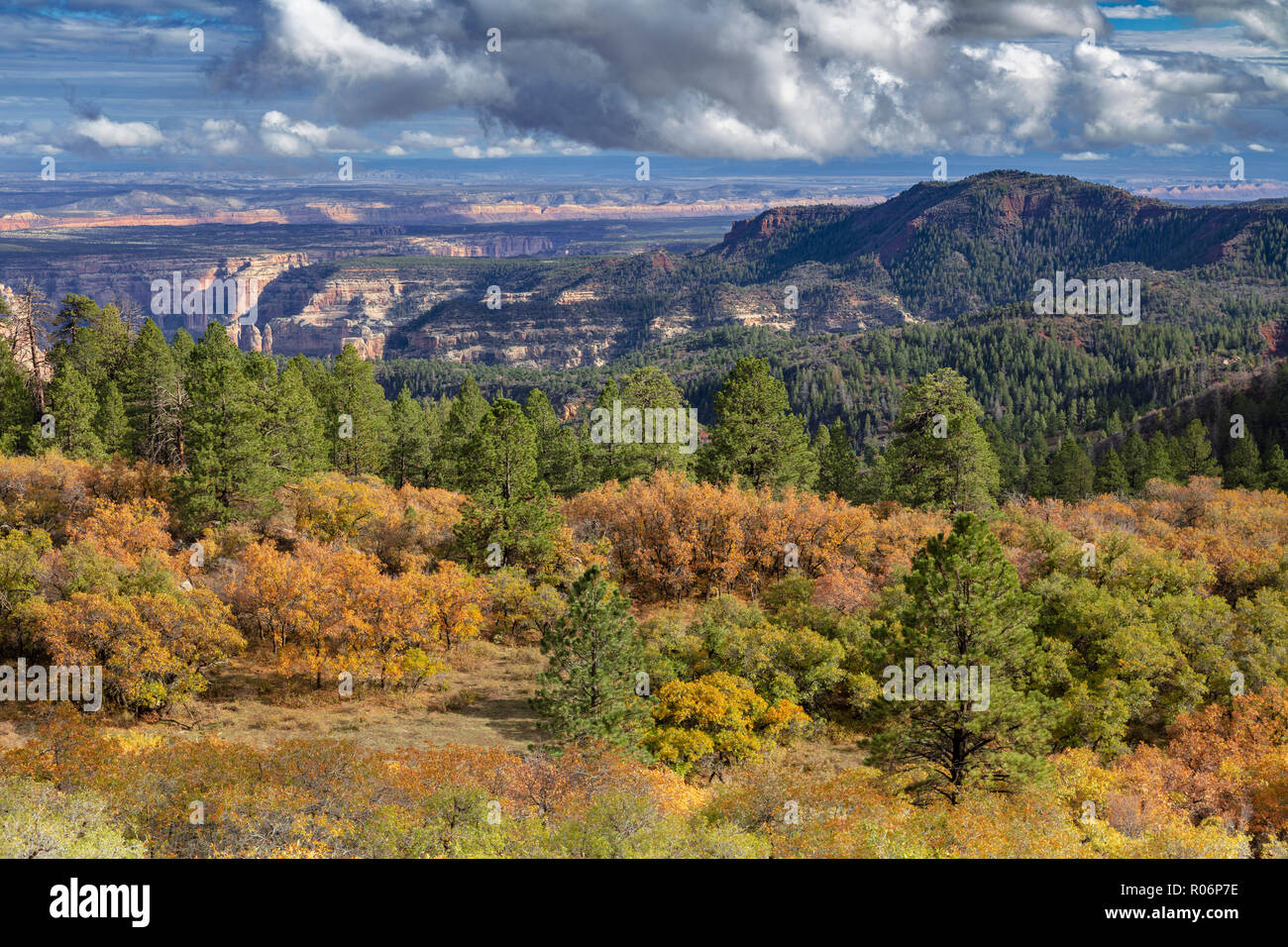 Fall Color - Manti-La Sal National Forest, Utah Stock Photo