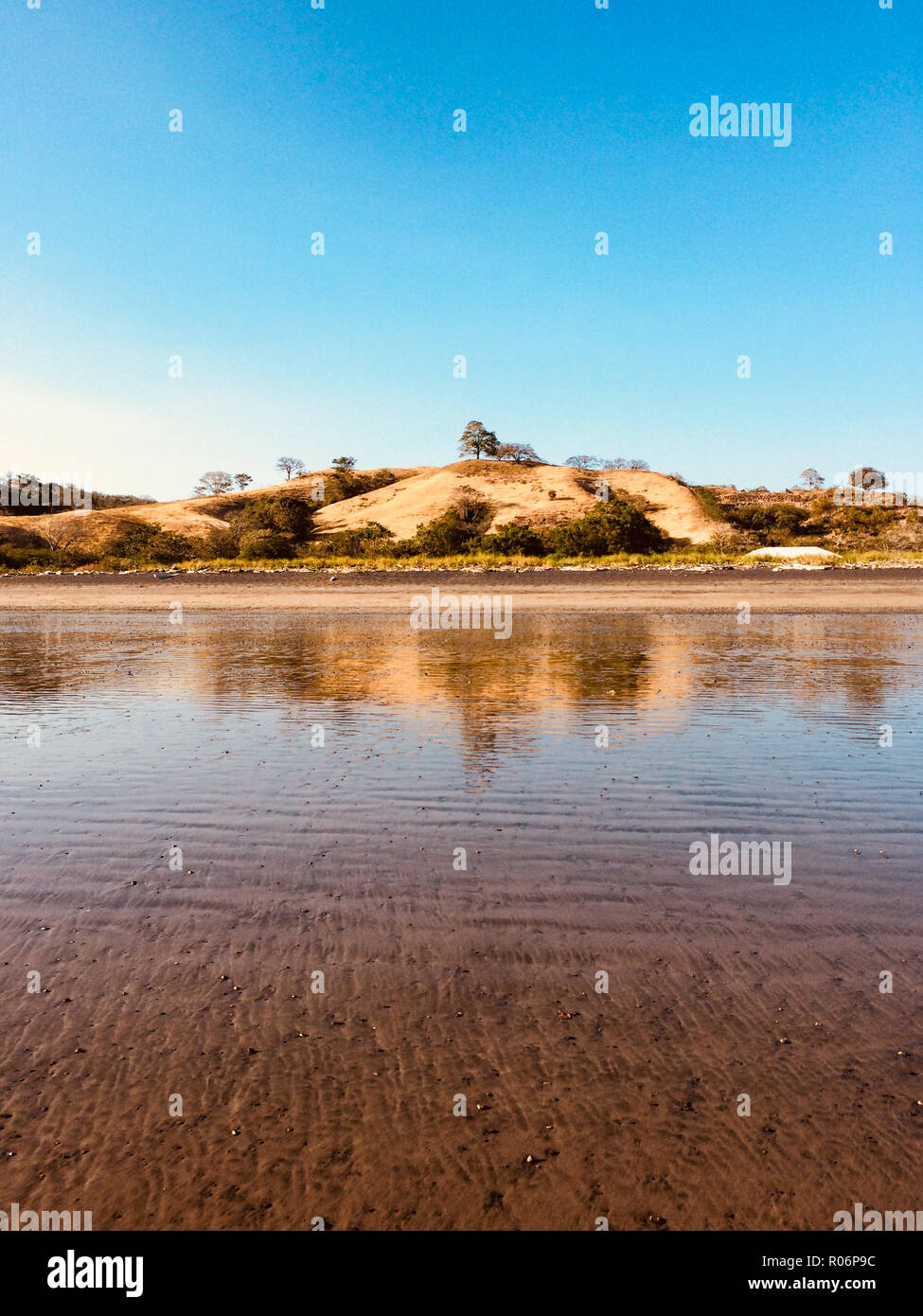 beach landscape with sand hill, trees and clear blue sky on sunny summer day Stock Photo