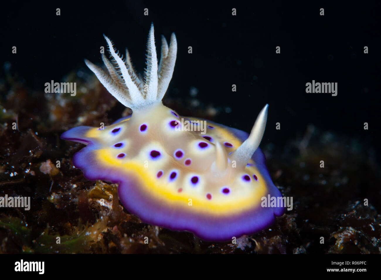 Goniobranchus kuniei, Kontiki Reef,Mactan,Cebu,Philippines Stock Photo