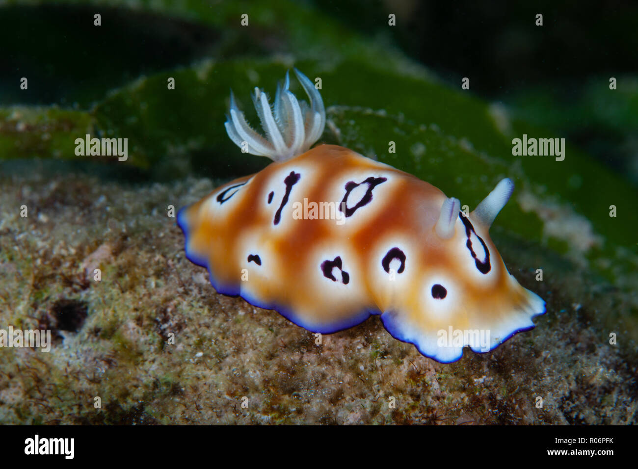 ChromodorisLeopardus,Kontiki Reef,Mactan,Cebu,Philippines Stock Photo