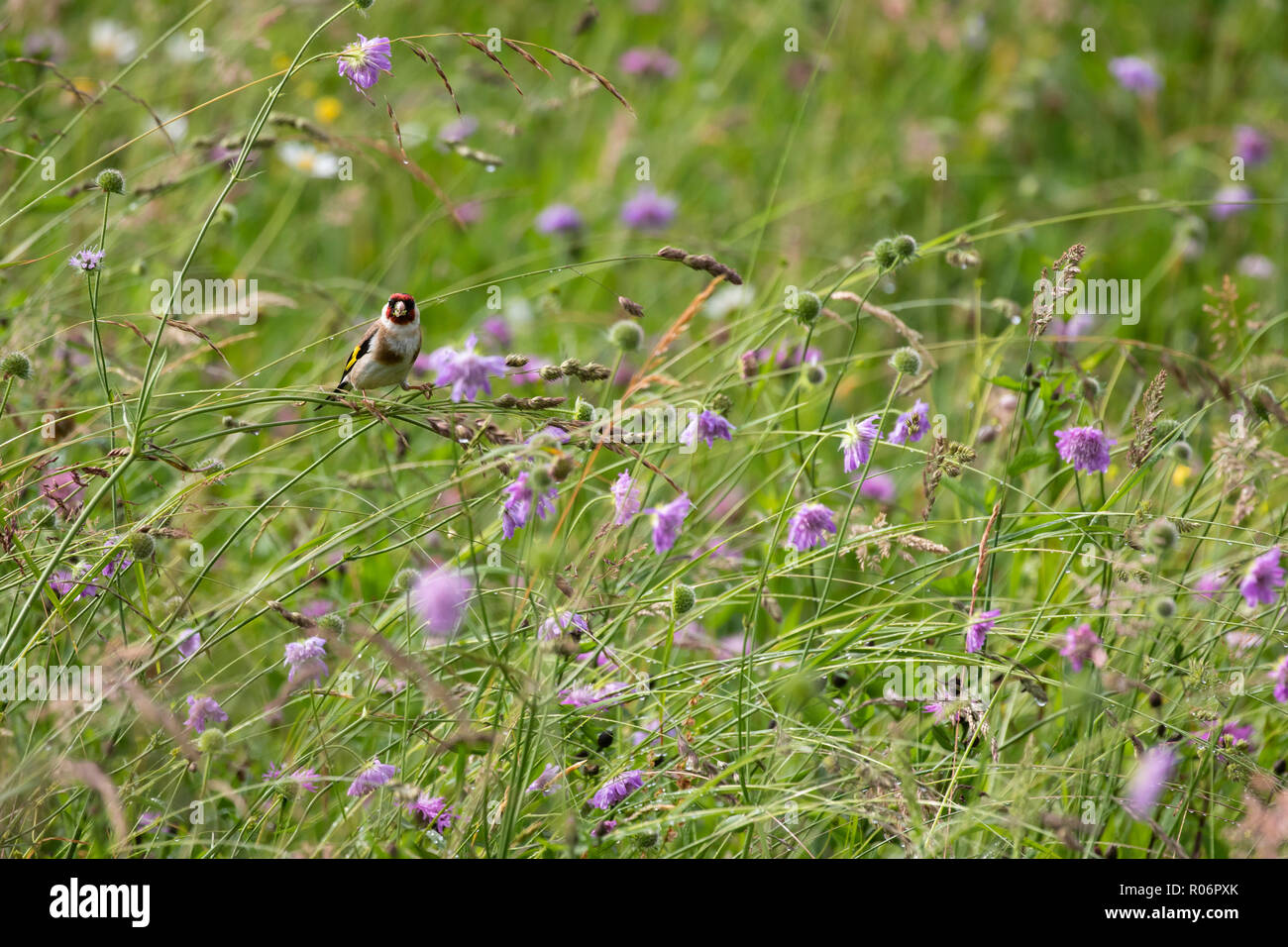 A goldfinch feeding on scabious seeds in a species rich wild flower meadow in full flower during the late spring. Taken near Bohinj, Slovenia. Stock Photo